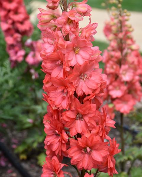 Delphinium Red Lark