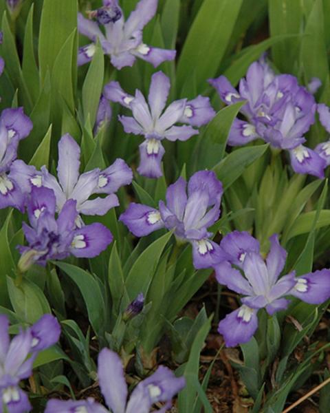 Iriis Cristatas