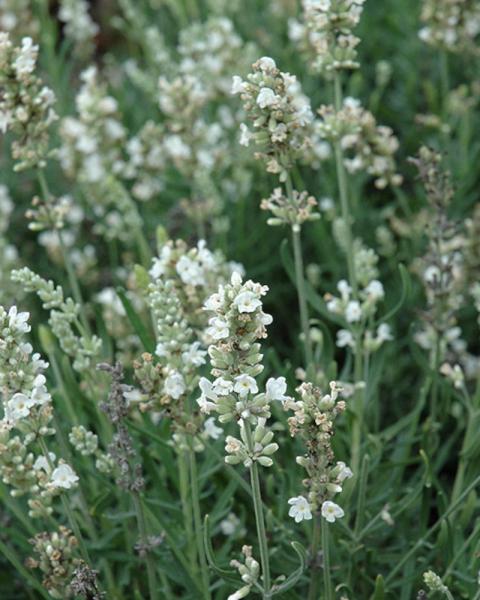 Lavandula Ellagance Snow