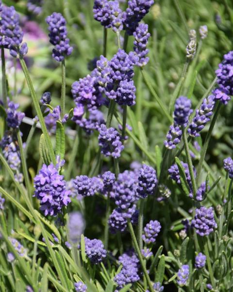 Lavandula Thumbelina Leigh
