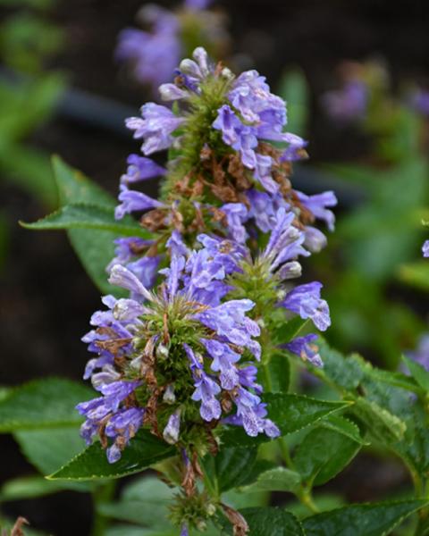 Nepeta Prelude Purple
