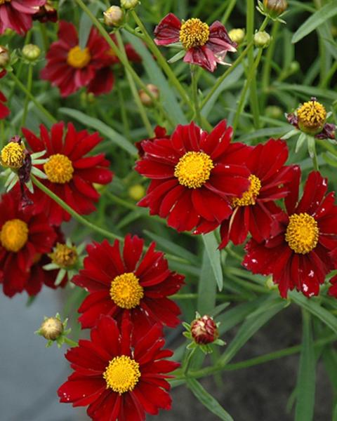 Coreopsis Mercury Rising