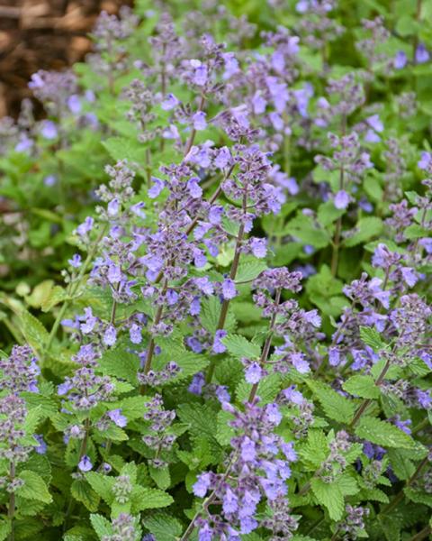Nepeta Picture Purrfect