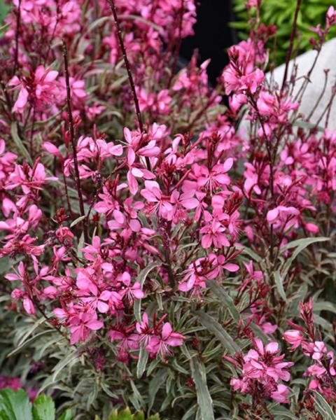 Gaura Gambit Variegata Rose