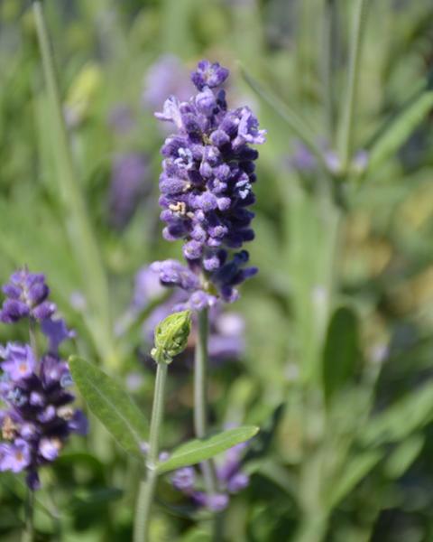 Lavandula Aromatico Blue