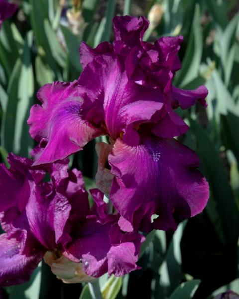 Iris Sultry Mood
