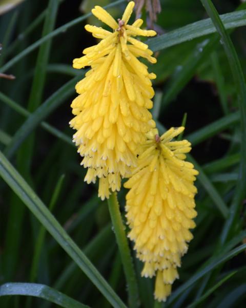 Kniphofia Solar Flare