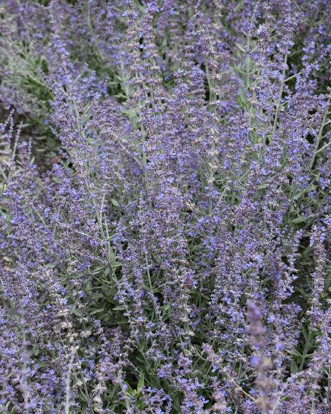 Perovskia Bluesette