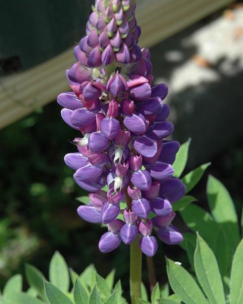 Lupinus Gallery Blue 1 Quart