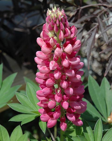 Lupinus Gallery Red 1 Quart