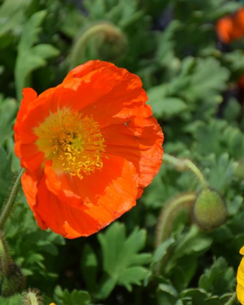 Papaver Champagne Bubbles Orange