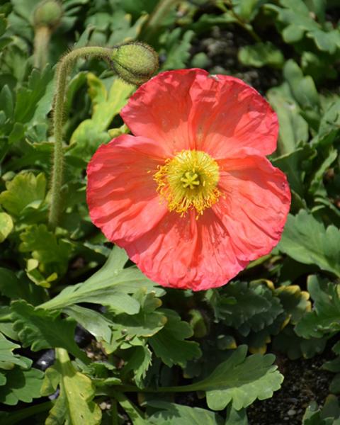 Papaver Champagne Bubbles Pink
