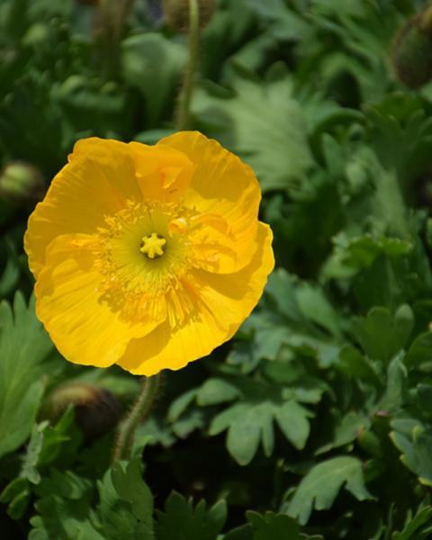 Papaver Champange Bubbles Yellow