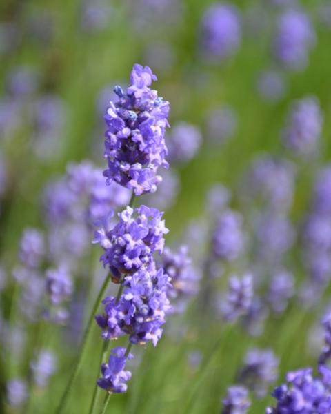 Lavandula Hidcote Blue