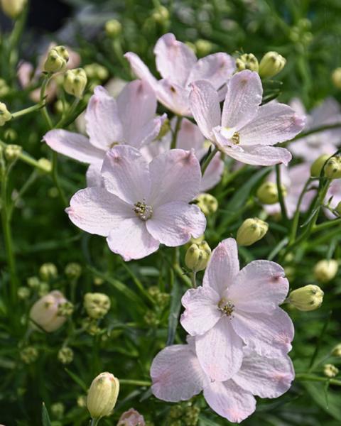 Delphinium Summer Morning Quart