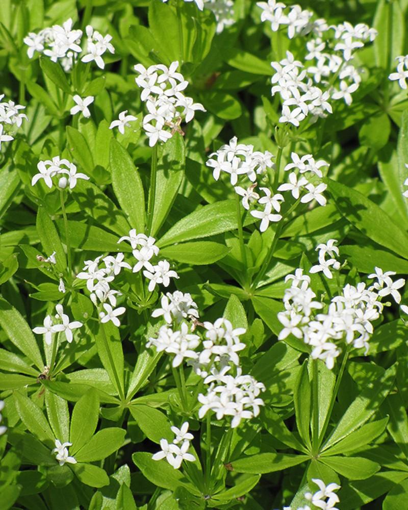 Galium Adoratum 3.25 Inch