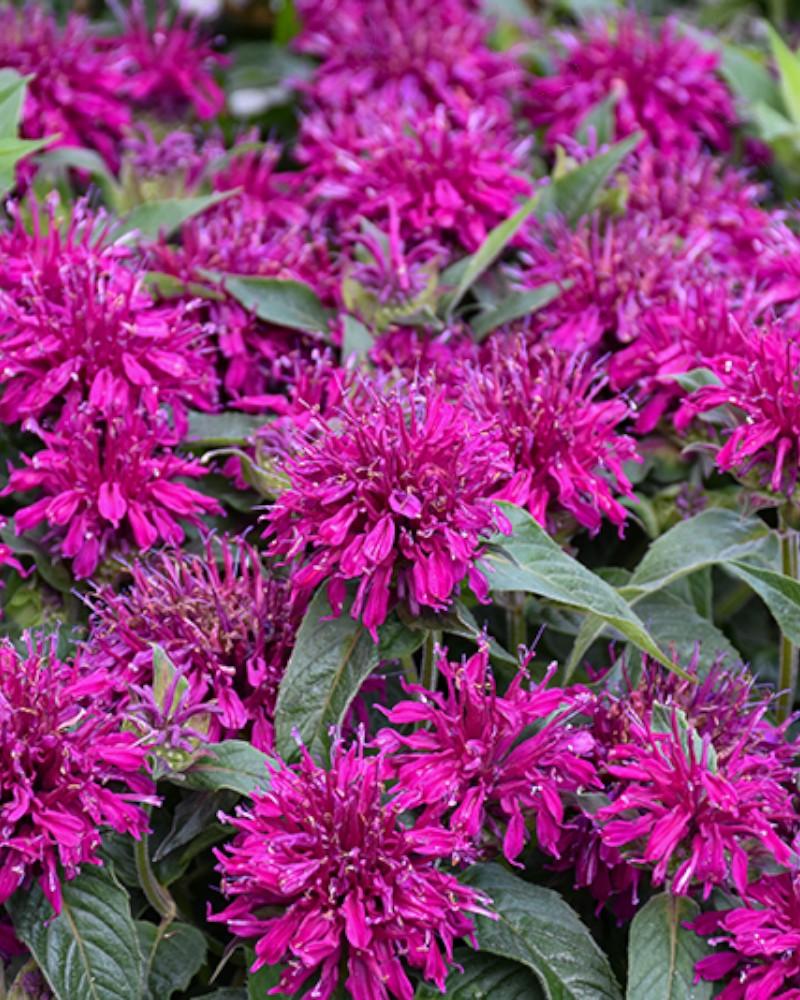 Monarda Balmy Purple