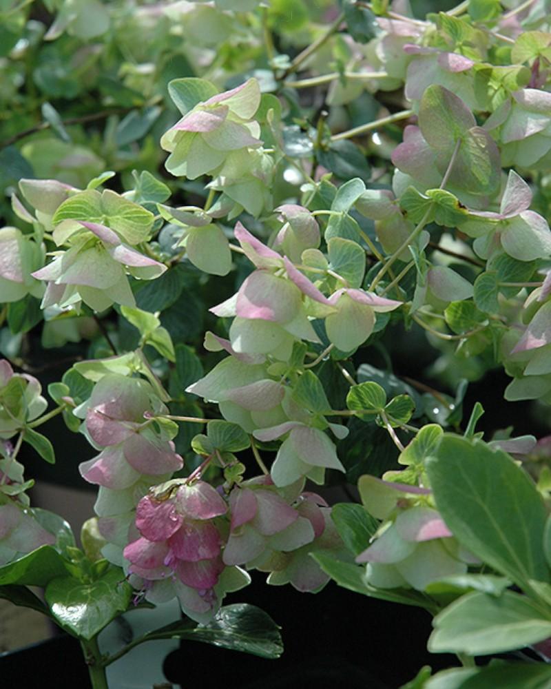 Origanum Kent Beauty