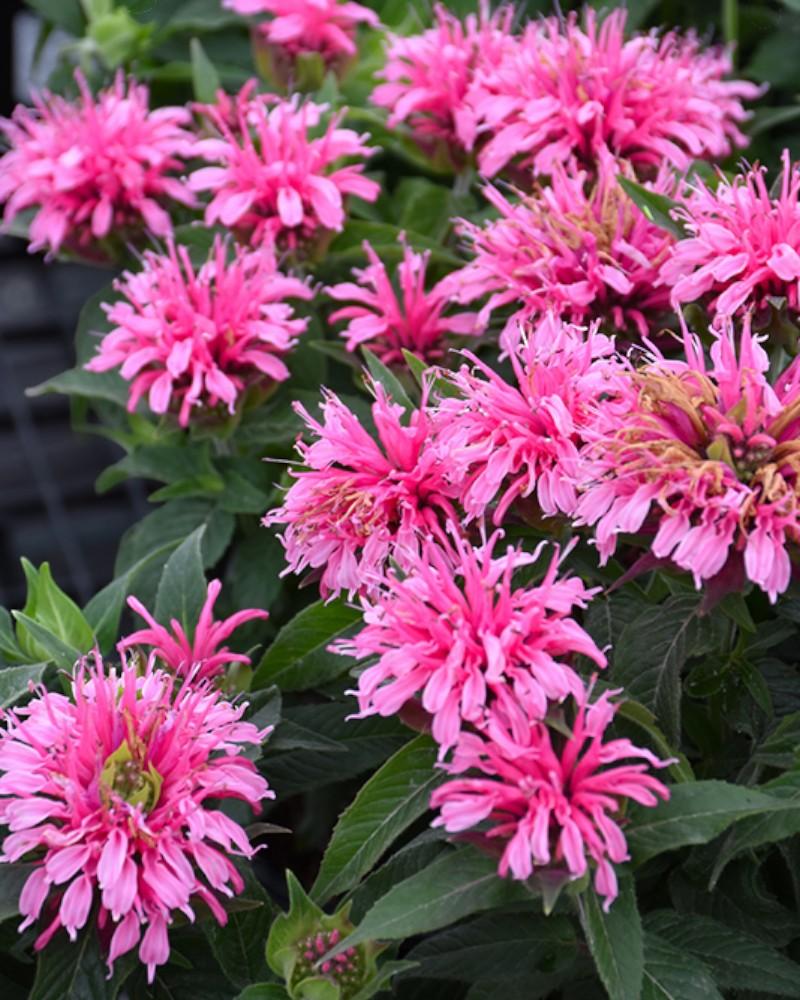Monarda Balmy Pink