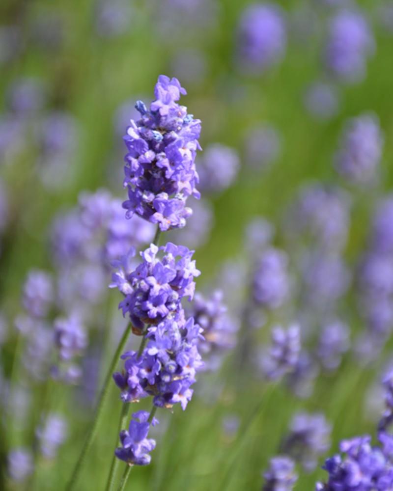 Lavandula Hidcote Blue