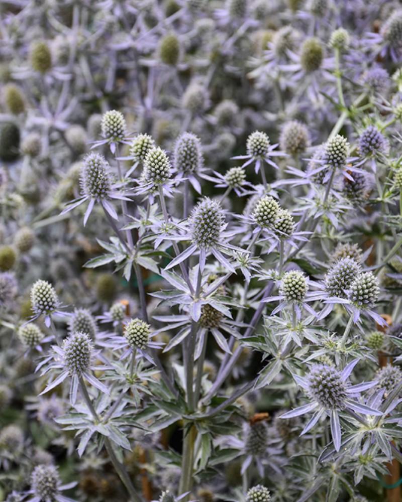 Eryngium Blue Glitter