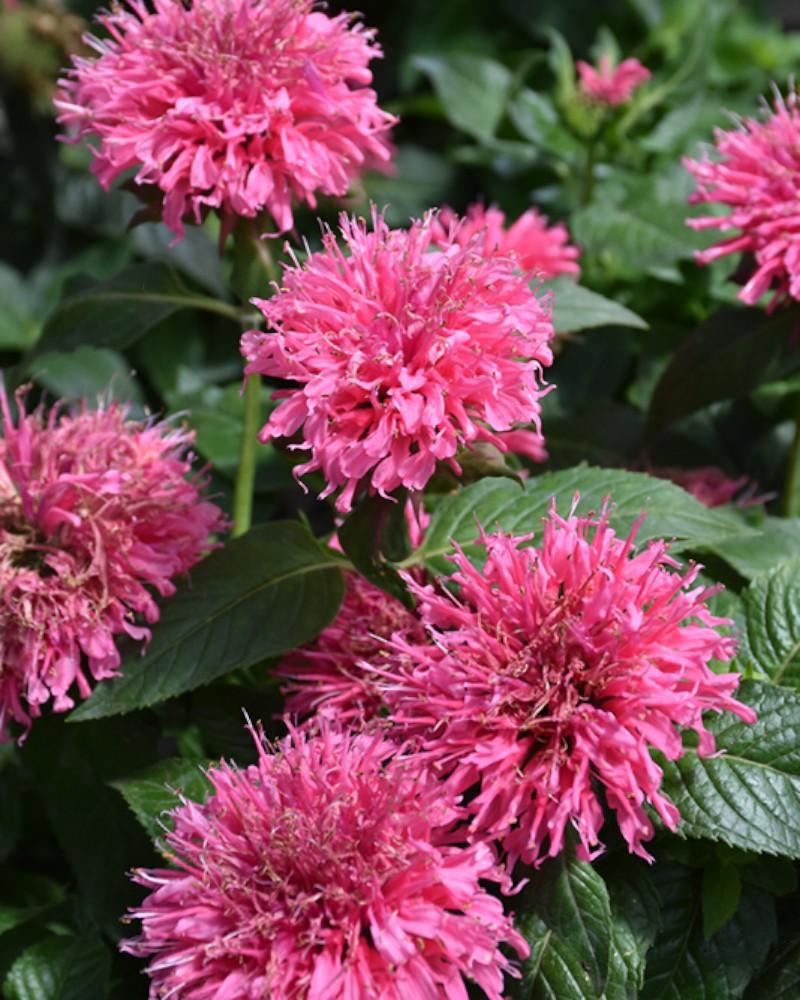 Monarda Bubblegum Blast