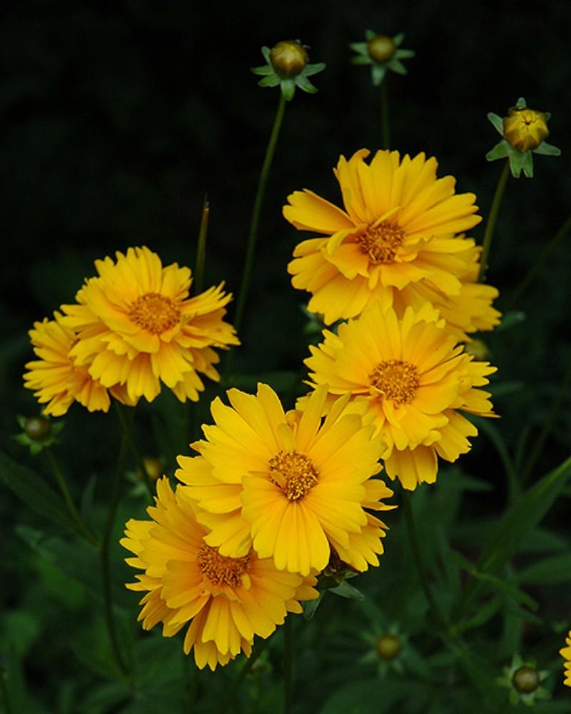 Coreopsis Early Sunrise
