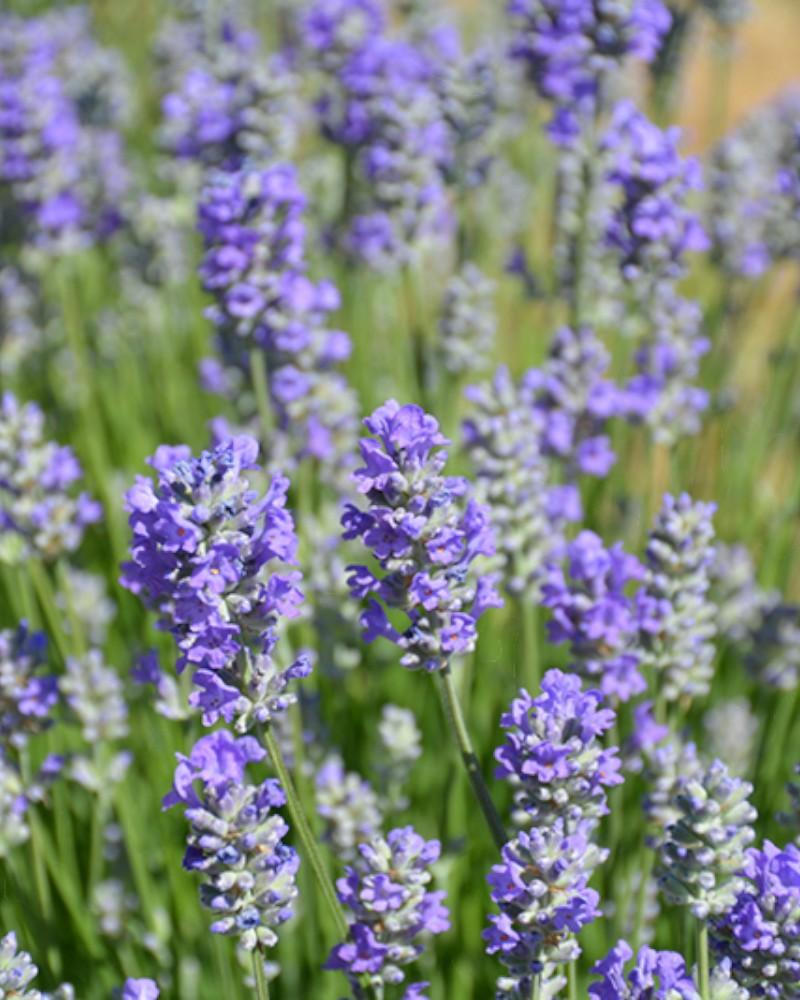 Lavandula Munstead