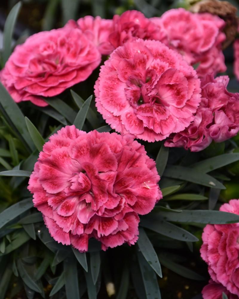 Dianthus Raspberry Ruffles