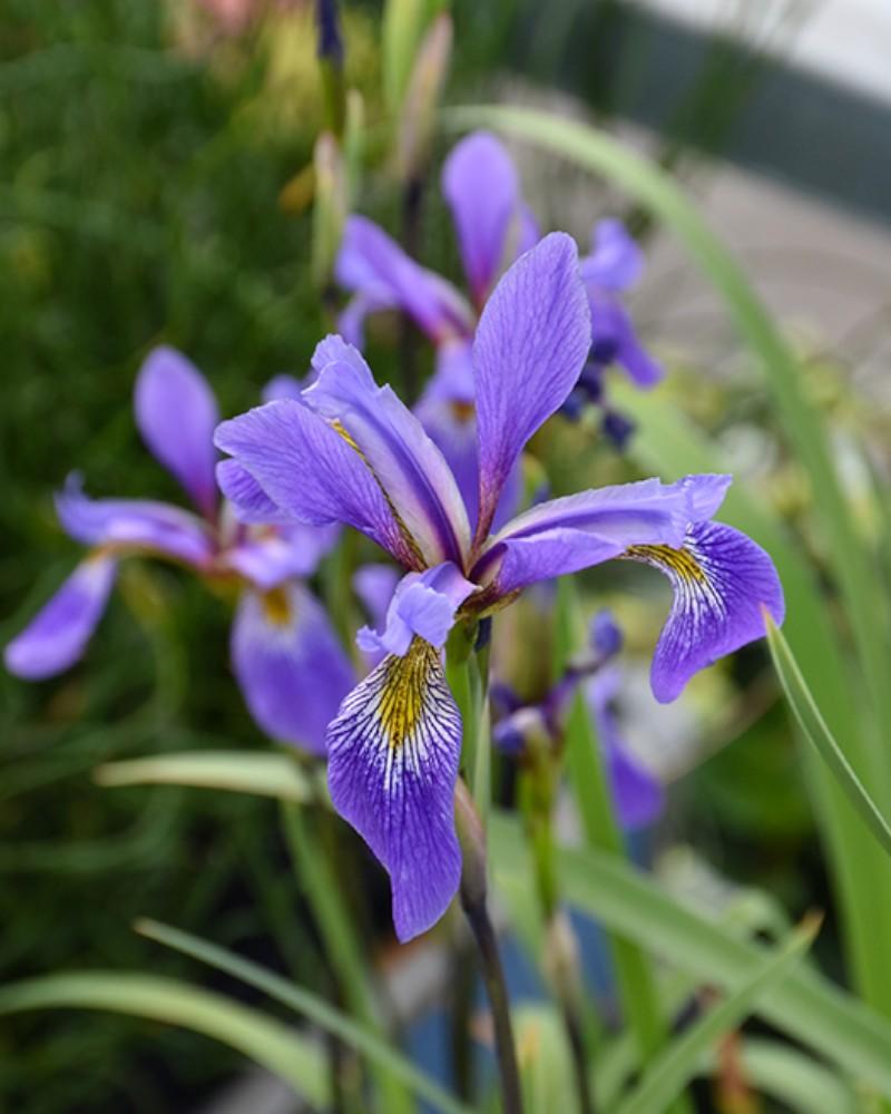 Iris Purple Flame Blue Flag