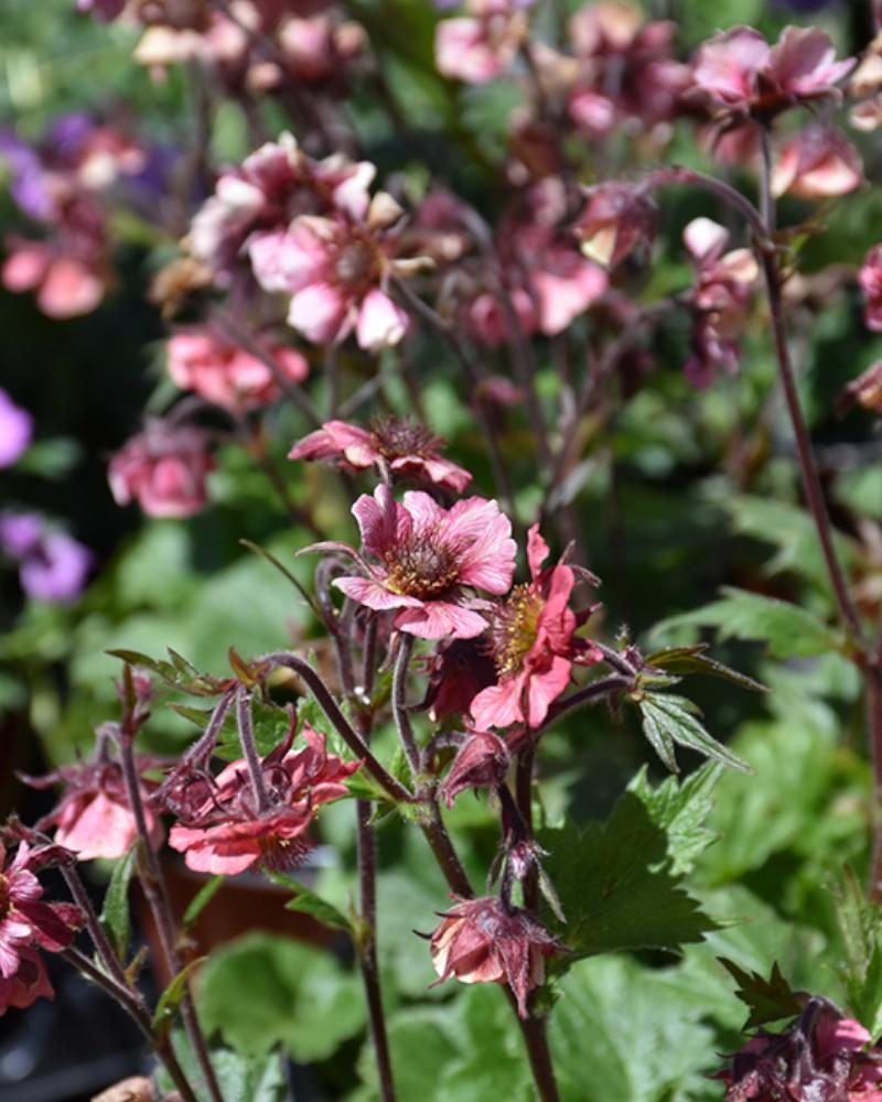 Geum Tempo Rose Avens