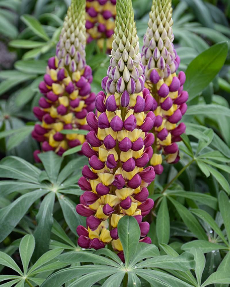 Lupinus Westcountry Manhattan Lights