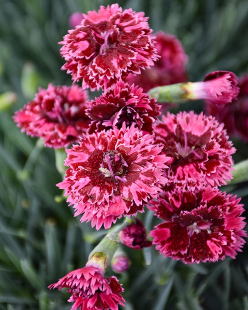 Dianthus Black Cherry Frost