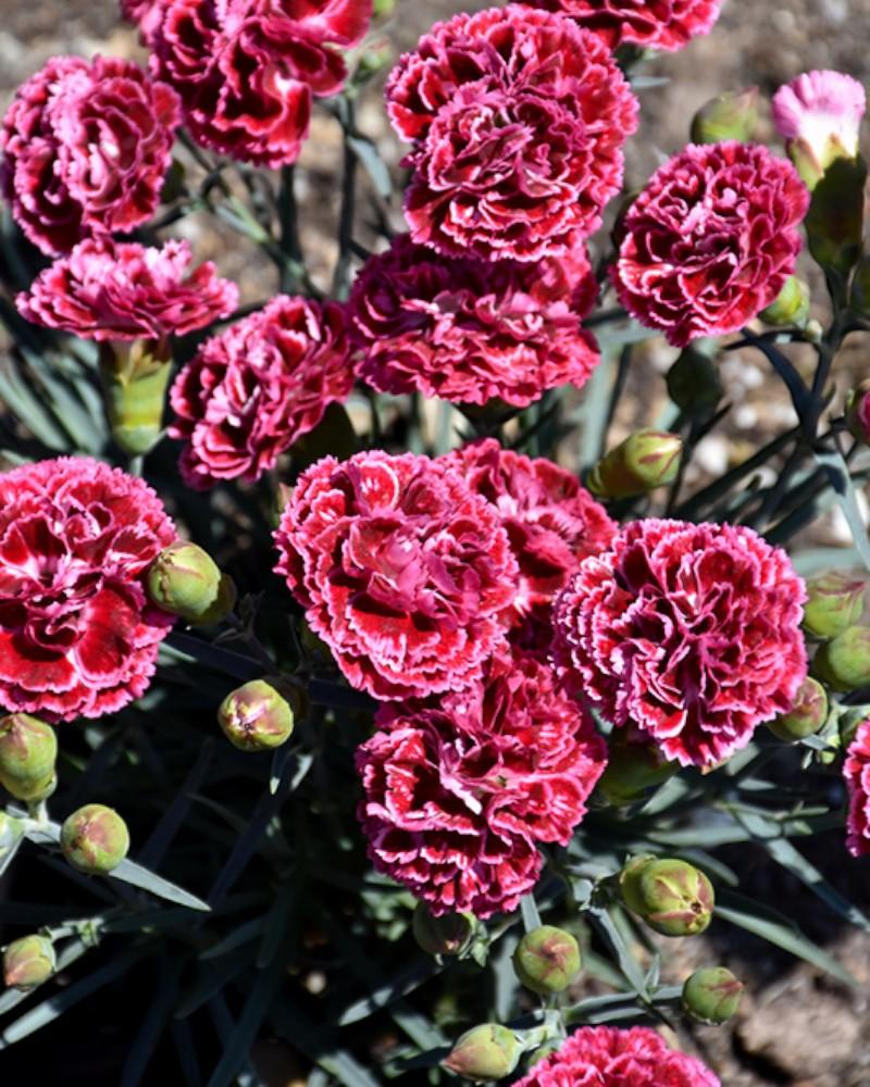 Dianthus Cherry Vanilla