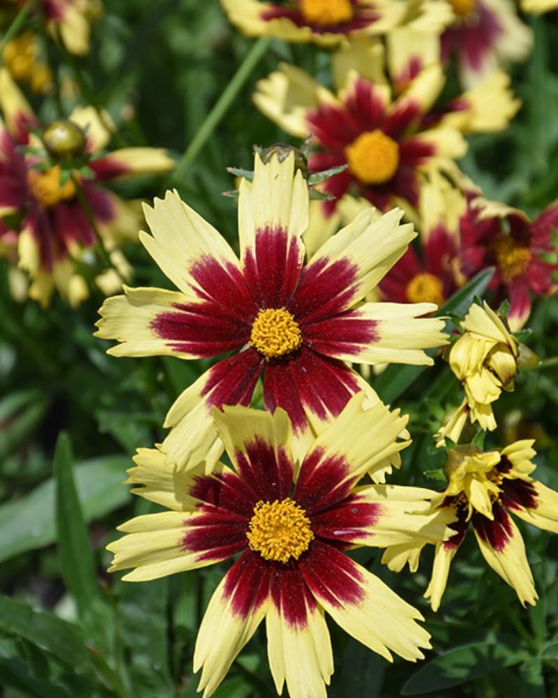 Coreopsis Cosmic Eye