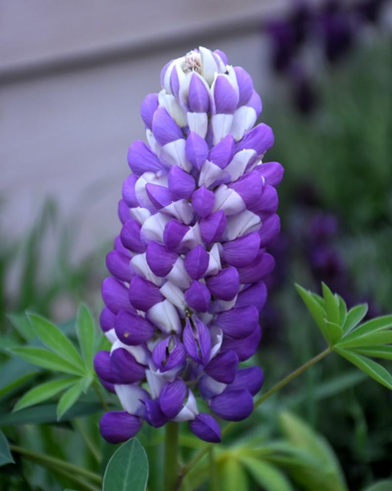 Lupinus Mini Gallery Blue Bicolor