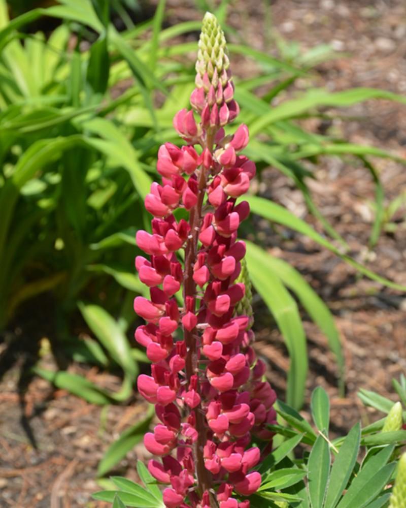 Lupinus Mini Gallery Red