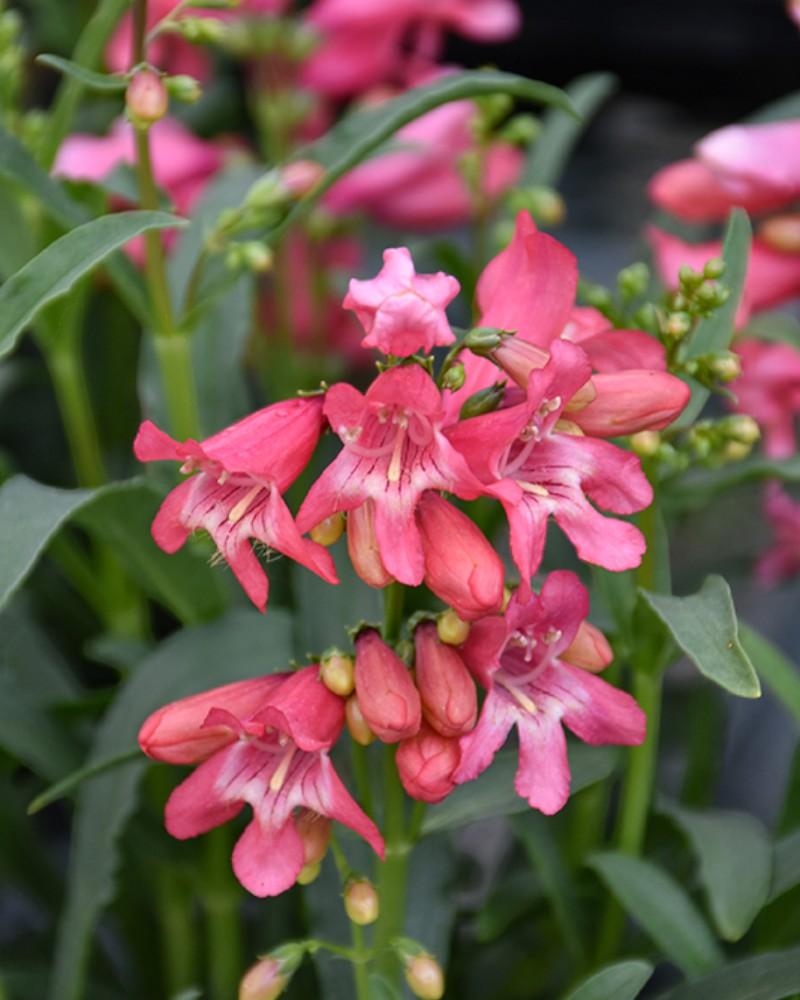 Penstemon Pink Pearls