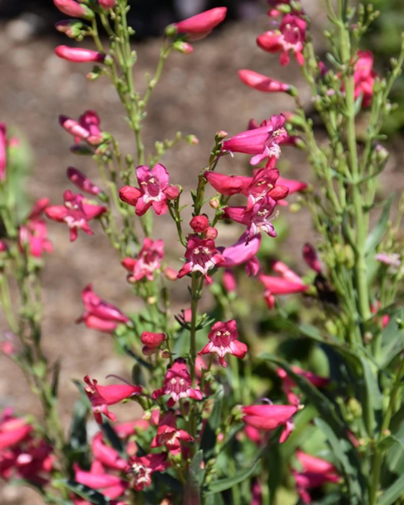 Penstemon Rose Rhinestones