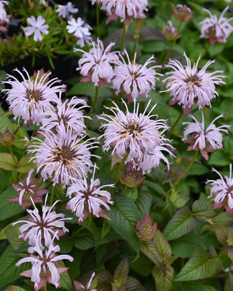 Monarda Midnight Oil