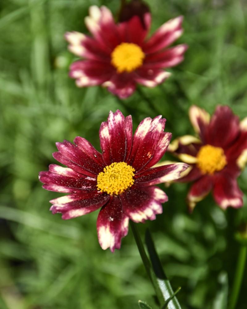 Coreopsis Lil' Bang Red Elf
