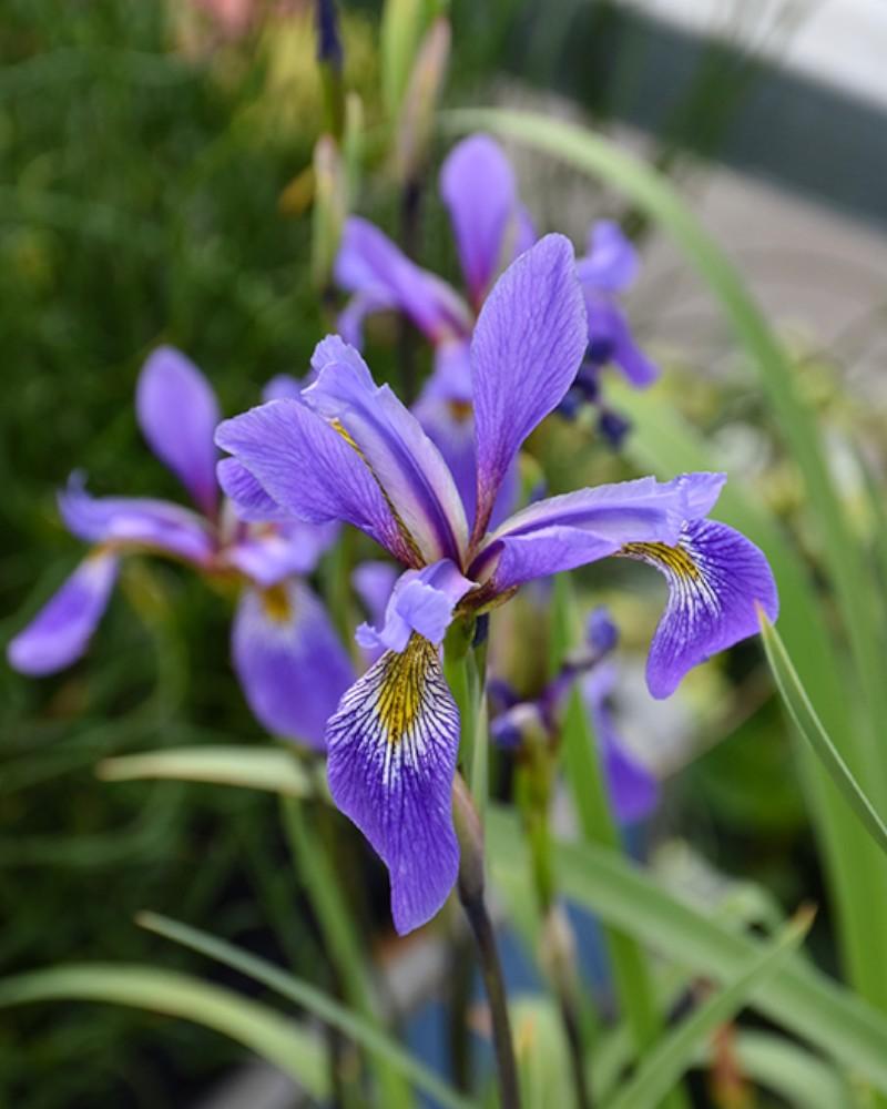 Iris Purple Flame Blue Flag