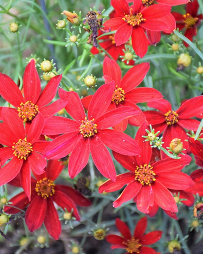 Coreopsis Hot Paprika