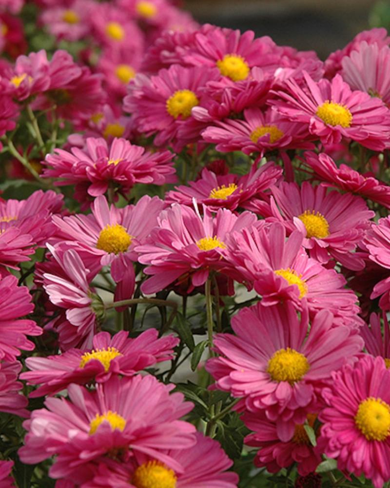 Chrysanthemum Mammoth Lavender Daisy
