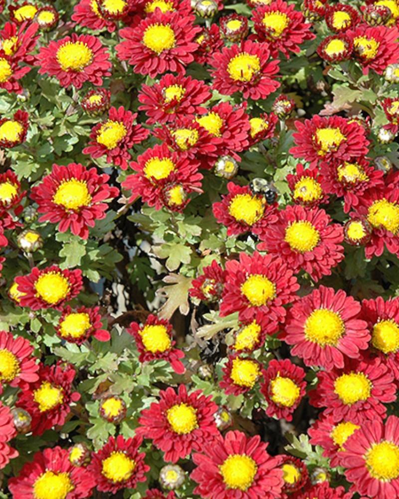 Chrysanthemum Mammoth Red Daisy
