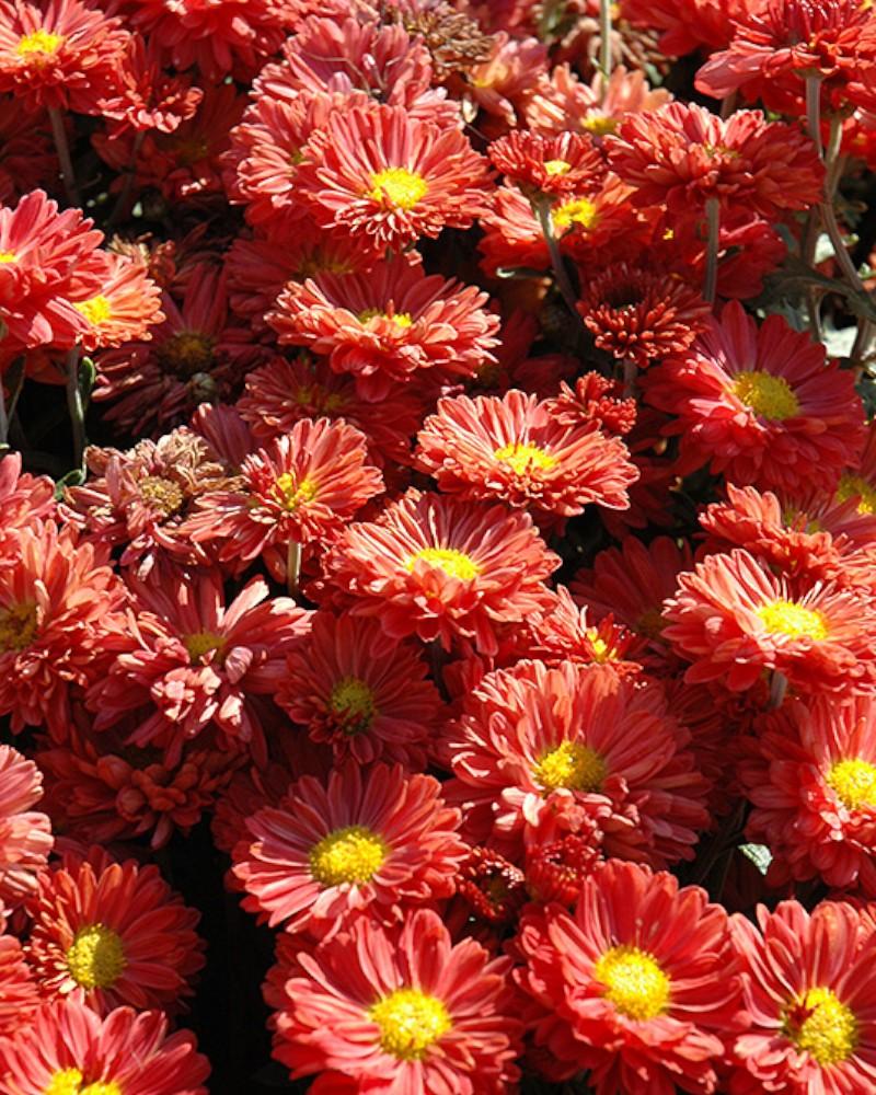 Chrysanthemum Mammoth Dark Bronze