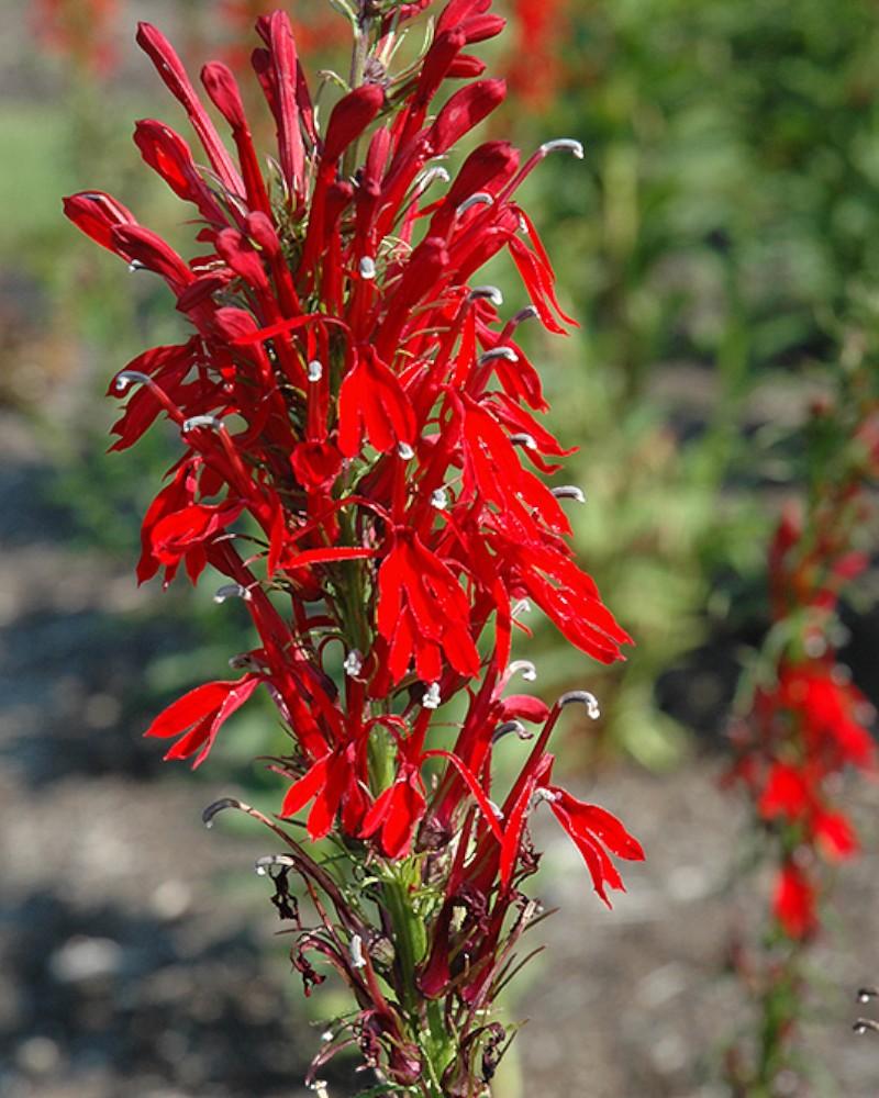 Lobelia Cardinalis