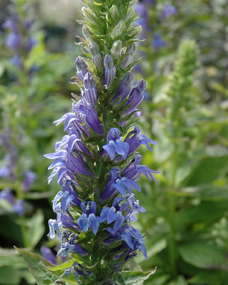 Lobelia Siphilitica