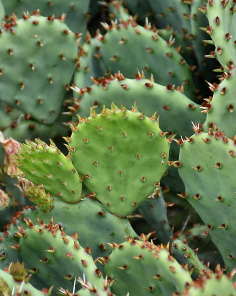 Opuntia Humifusa