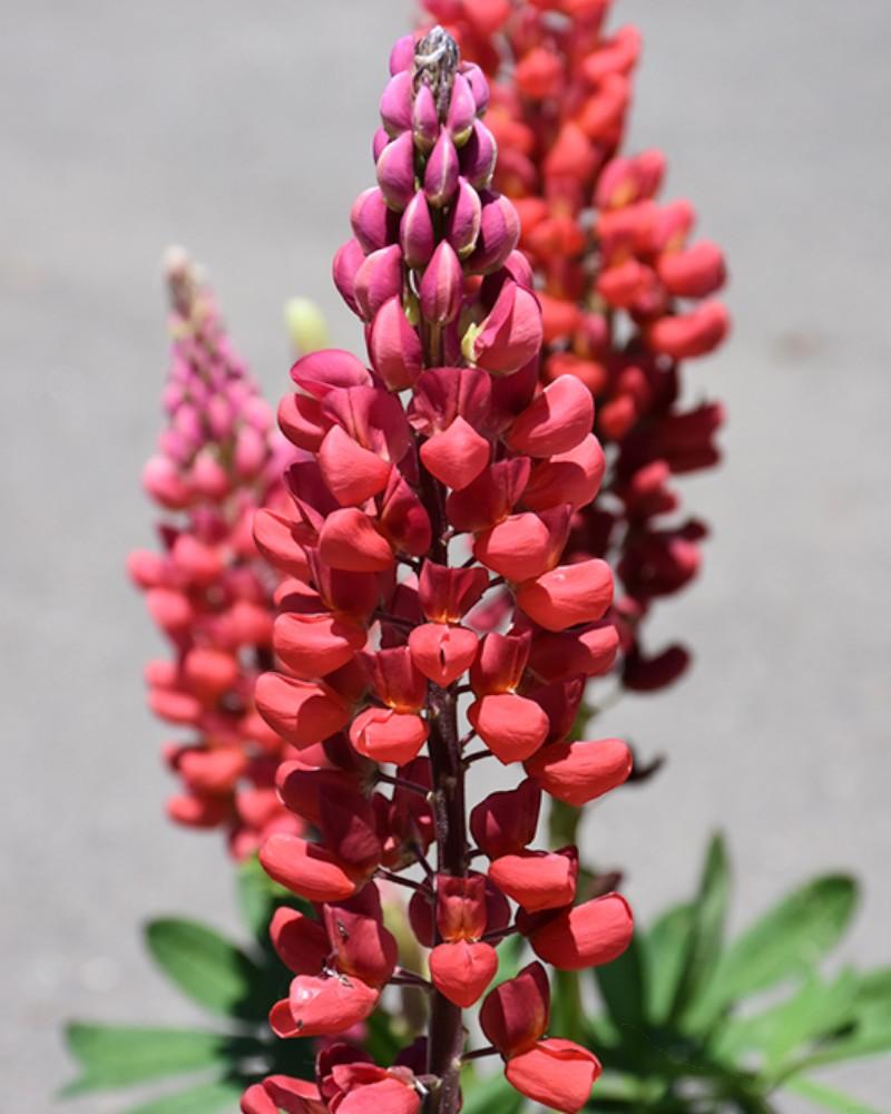 Lupinus Towering Inferno